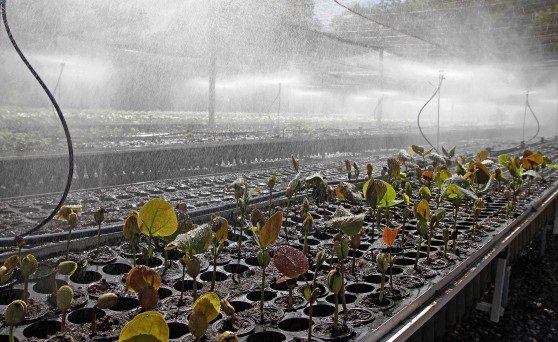 Tocantins projeta receber R$ 2,5 bilhões em créditos de carbono