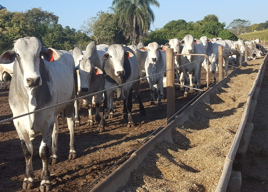 Produção de rações deve atingir 90 milhões de toneladas em 2024