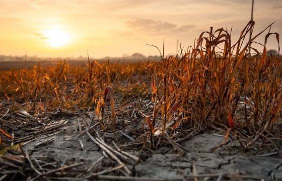 Seca avança no Brasil e ameaça o Pantanal: país tem quase 2 mil cidades em alerta