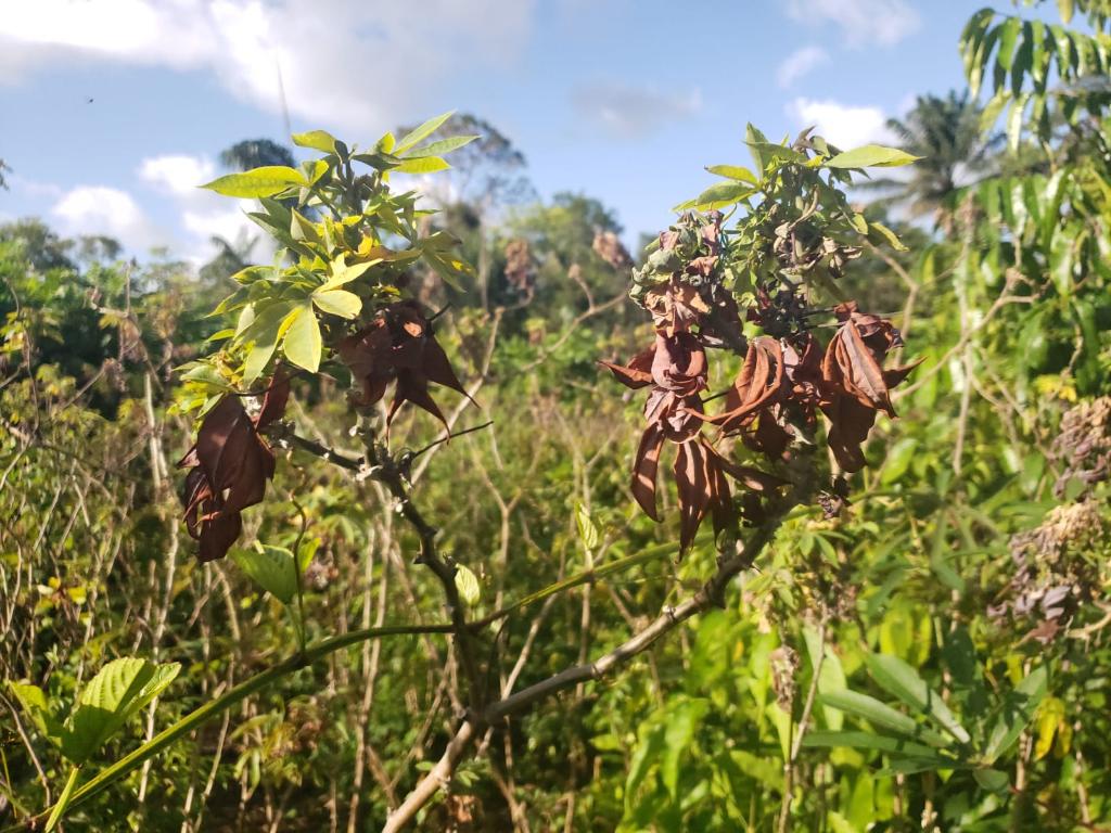 Indea alerta para sinais da vassoura-de-bruxa em plantações de mandioca e reforça importância da notificação imediata