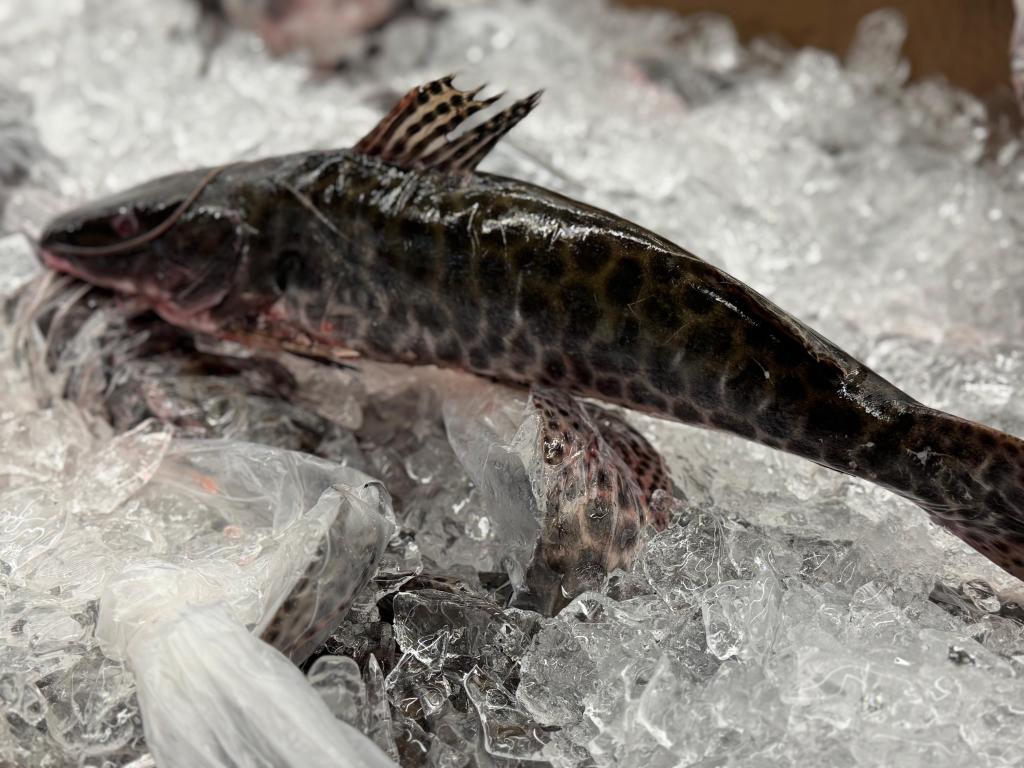 Refeições sem contratempos: Procon Estadual dá dicas para a compra de pescados