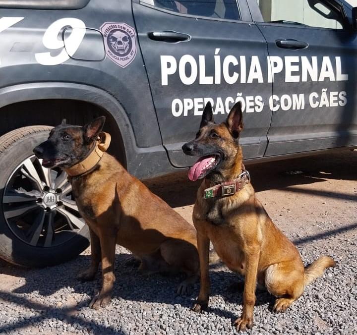 Secretaria de Justiça promove 3º Torneio de Cães Policiais e Obediência Pet