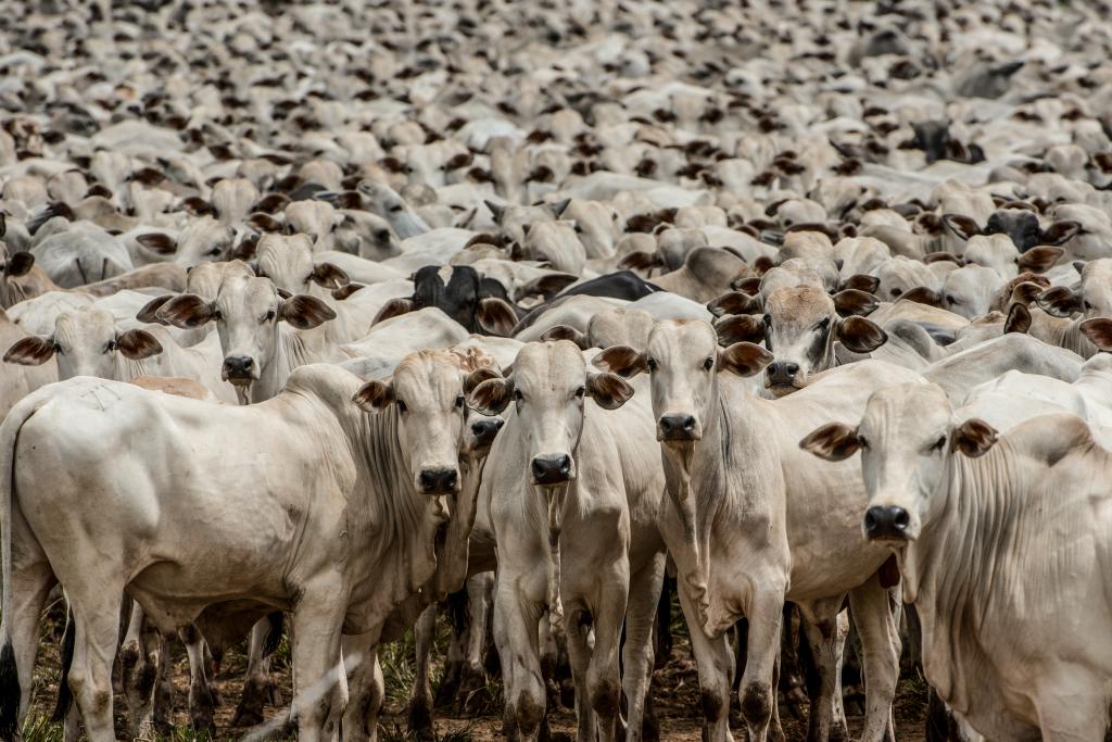 Mato Grosso será reconhecido internacionalmente com certificação inédita de zona livre da febre aftosa sem vacinação