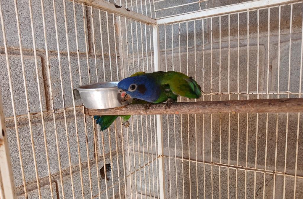 Sema encaminha cinco animais silvestres para Santuário em Minas Gerais