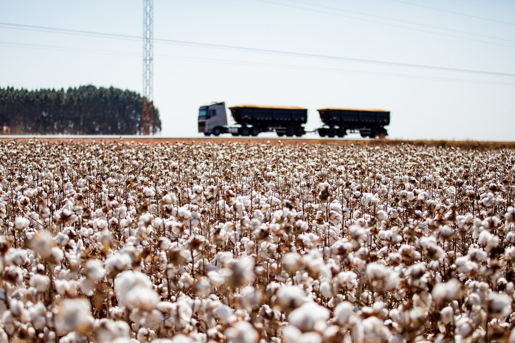 Mato Grosso consolida liderança e encerra safra de algodão com crescimento de 8%
