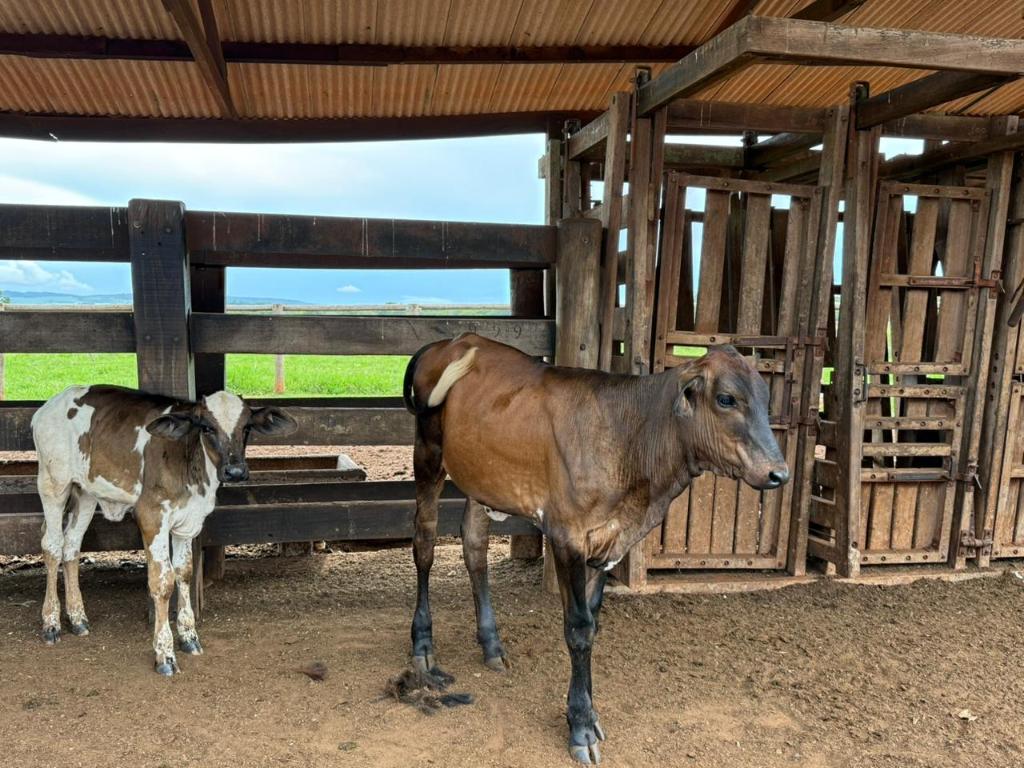 Seaf leva tecnologia genética ao agricultor familiar e muda a realidade no campo