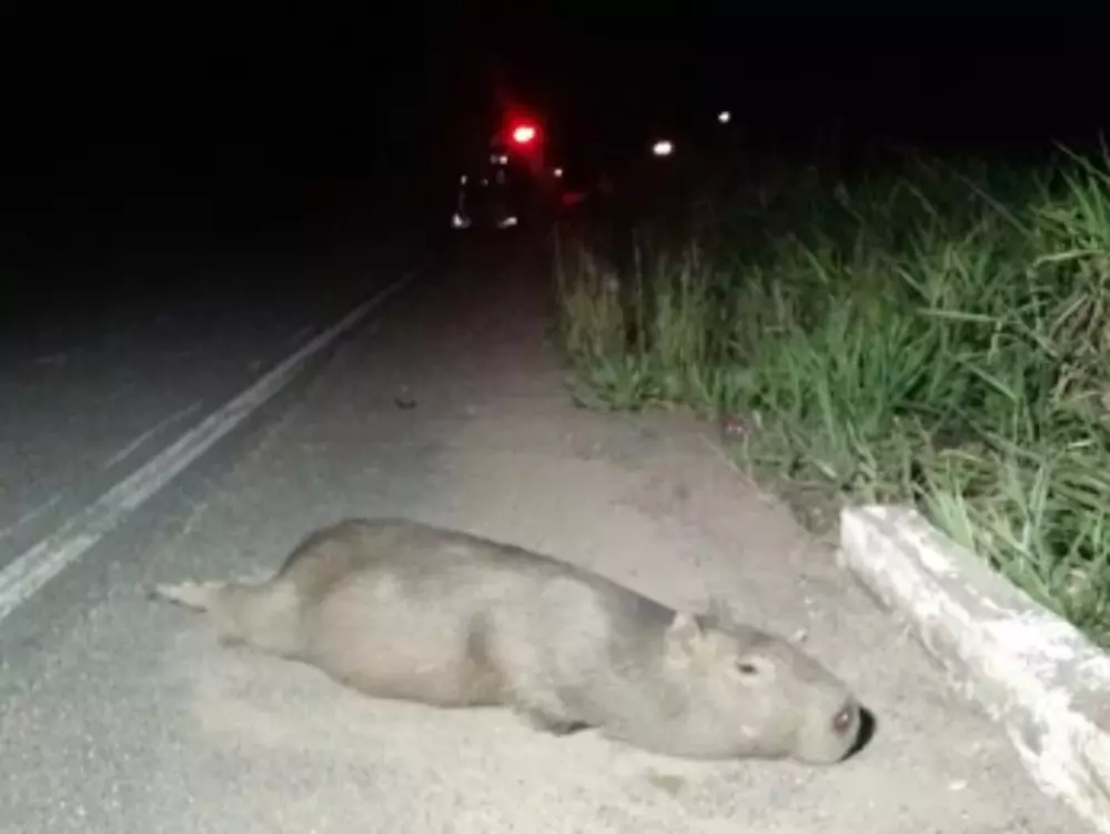 Motociclista fica em estado grave após atropelar capivara