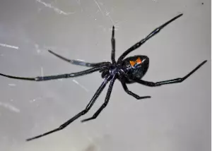 Conheça três aranhas mais venenosas que vivem em RO; especialista explica riscos e como evitar acidentes