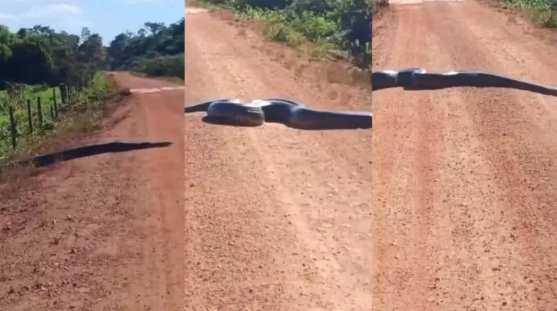 Sucuri de 5 metros é flagrada cruzando estrada em distrito de Alta Floresta D’Oeste
