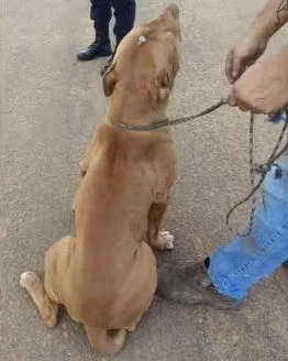 Pitbull sobrevive 'milagrosamente' depois de levar tiro na cabeça em RO