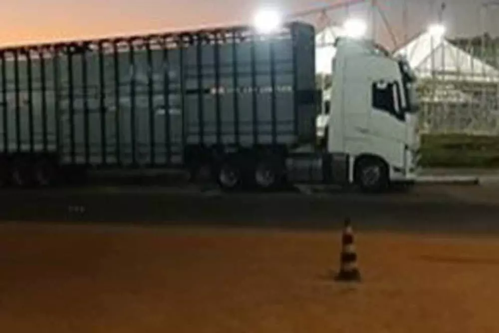 PRF apreende drogas em carreta carregada de bois na BR-364 em Rondônia