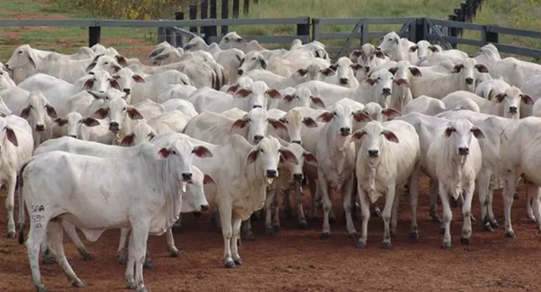 Polícia Civil de Jaru descarta furto de 88 cabeças de gado; animais foram vendidos pelo filho do produtor