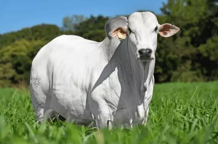 Boi gordo e pasto verde: quem tem segue ditando o preço; veja a cotação da arroba