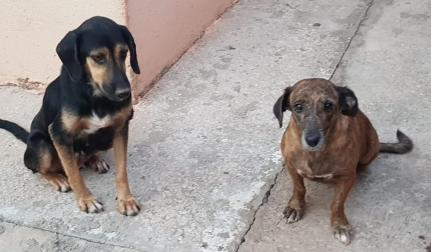 Homem é preso acusado de maltratar e estuprar os próprios cães de estimação