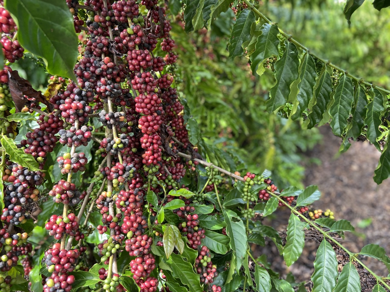 Jaguaré tem 15 cafés especiais na final do Concurso de Qualidade do Café Conilon