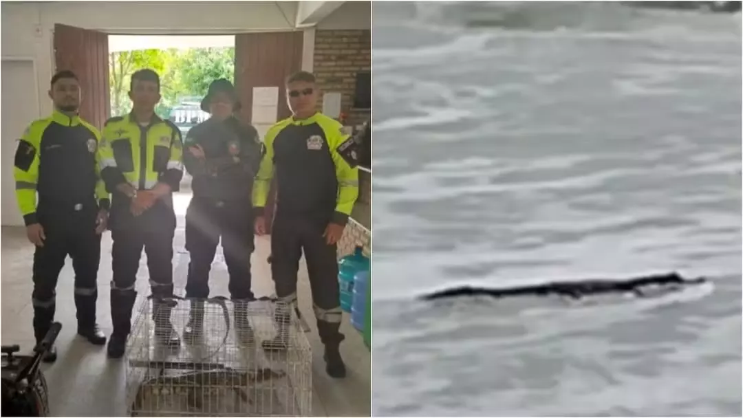 Jacaré é resgatado na Praia do Cumbuco após tentar entrar no mar;