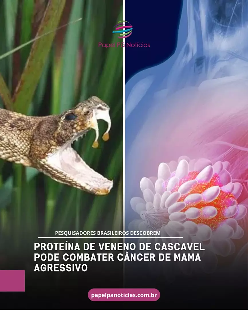 Em testes iniciais, proteína do veneno da cascavel destrói células de tumor de mama agressivo