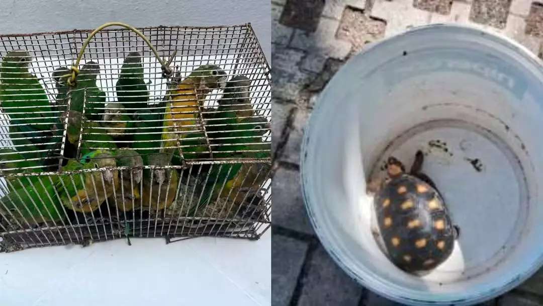 Mais de 70 aves silvestres e um jabuti são resgatados de comércio ilegal na Feira da Parangaba, em Fortaleza