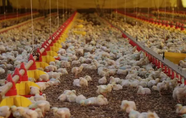 Recorde histórico: SC exporta 328,6 mil toneladas de carnes no primeiro bimestre de 2025