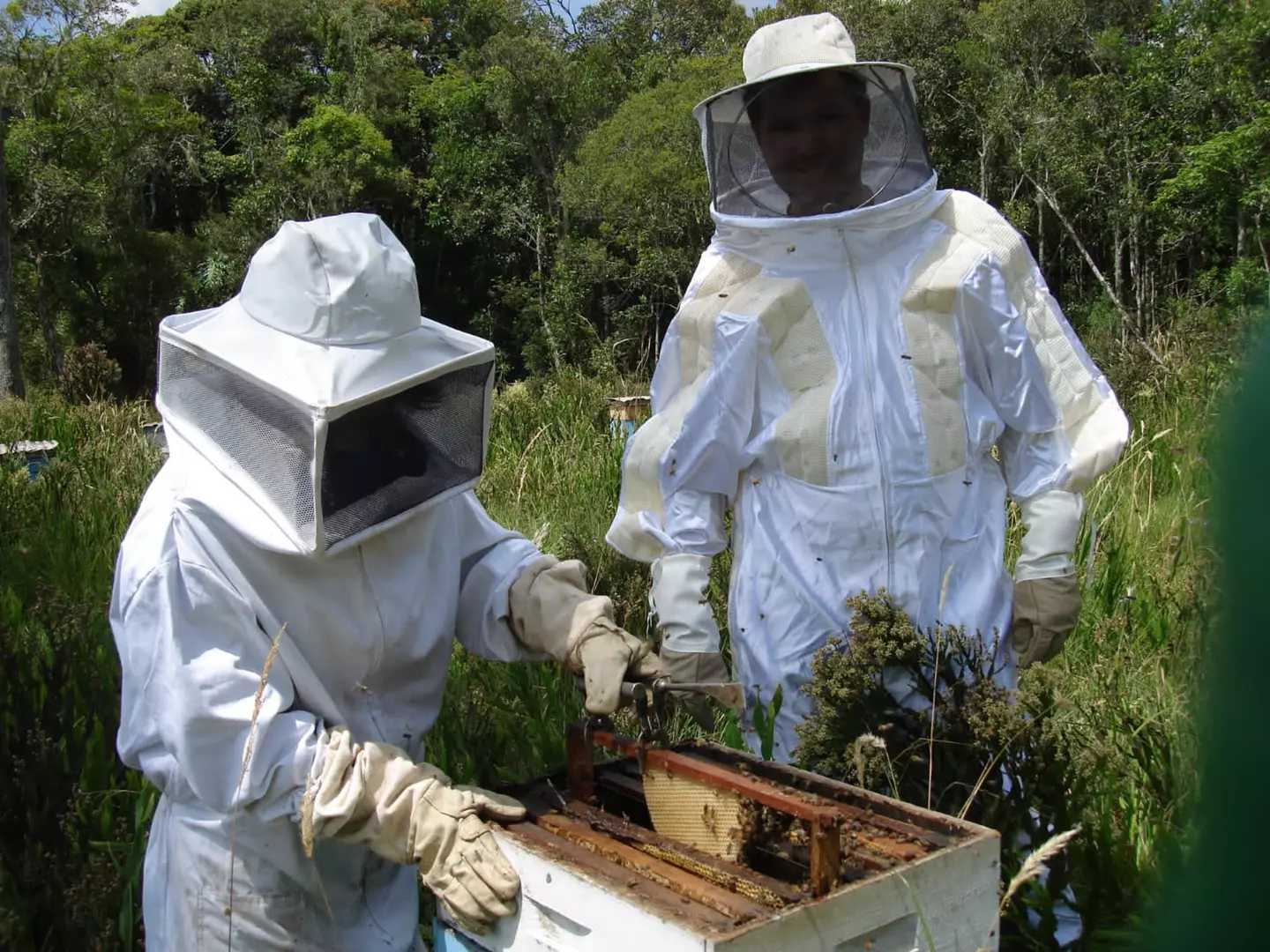 Dia Nacional do Mel: Santa Catarina é destaque nacional pela qualidade e pelo volume produzido