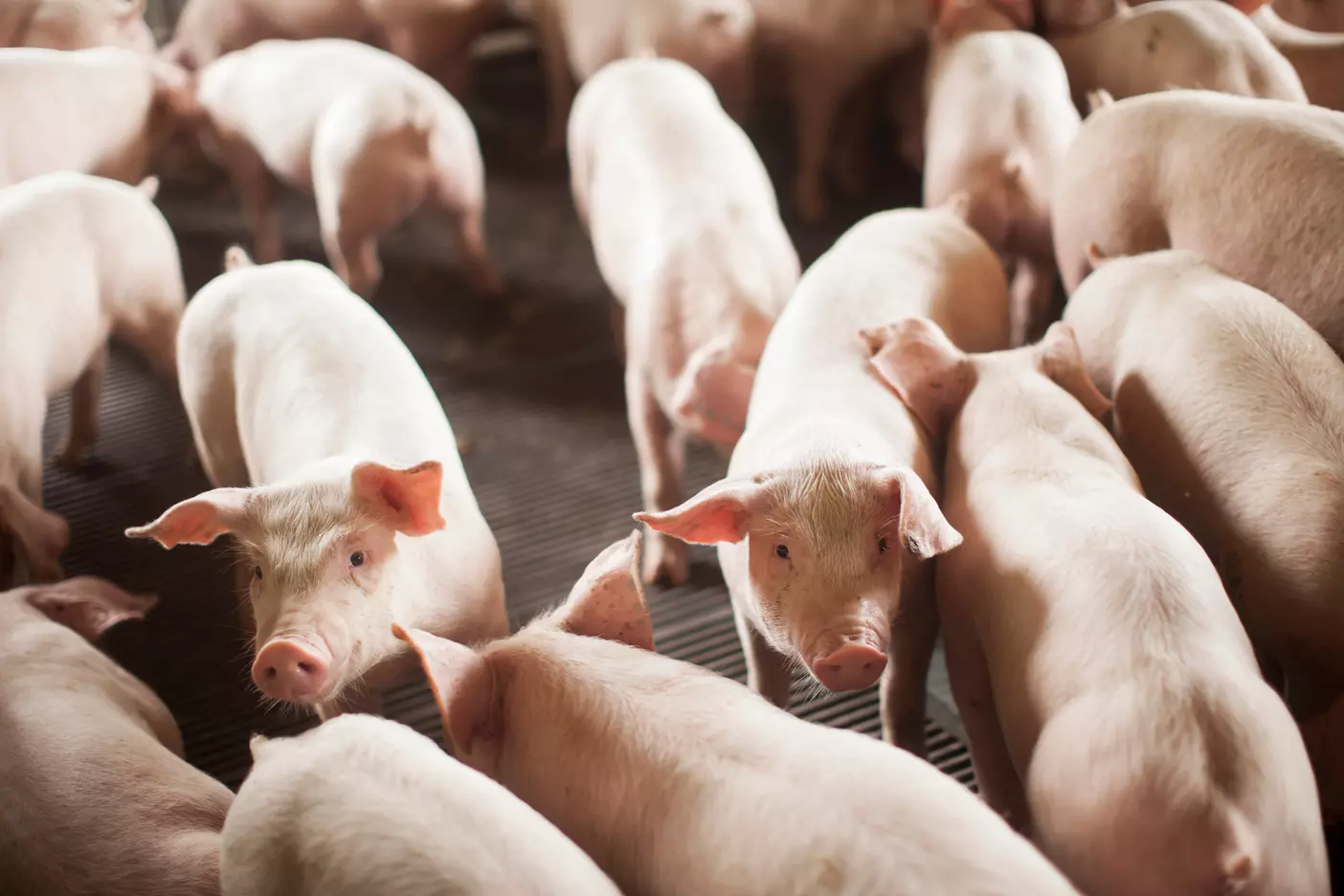 SC bate recorde nas exportações de carne suína e impulsiona desempenho do agronegócio no primeiro semestre