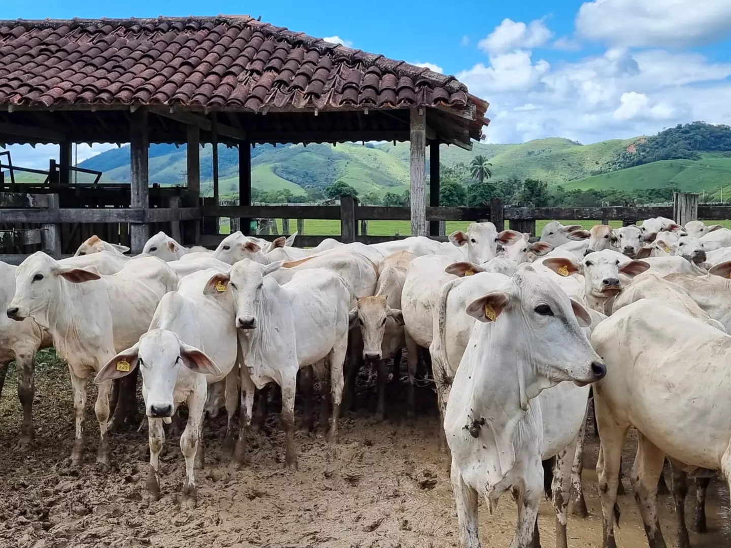 Secretaria de Agricultura reforça a atualização obrigatória dos dados do rebanho que acontece durante o mês de maio