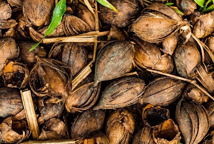 Projeto apoiado pelo Fundo JBS pela Amazônia desenvolve bioplástico a partir de resíduo da castanha-do-Brasil