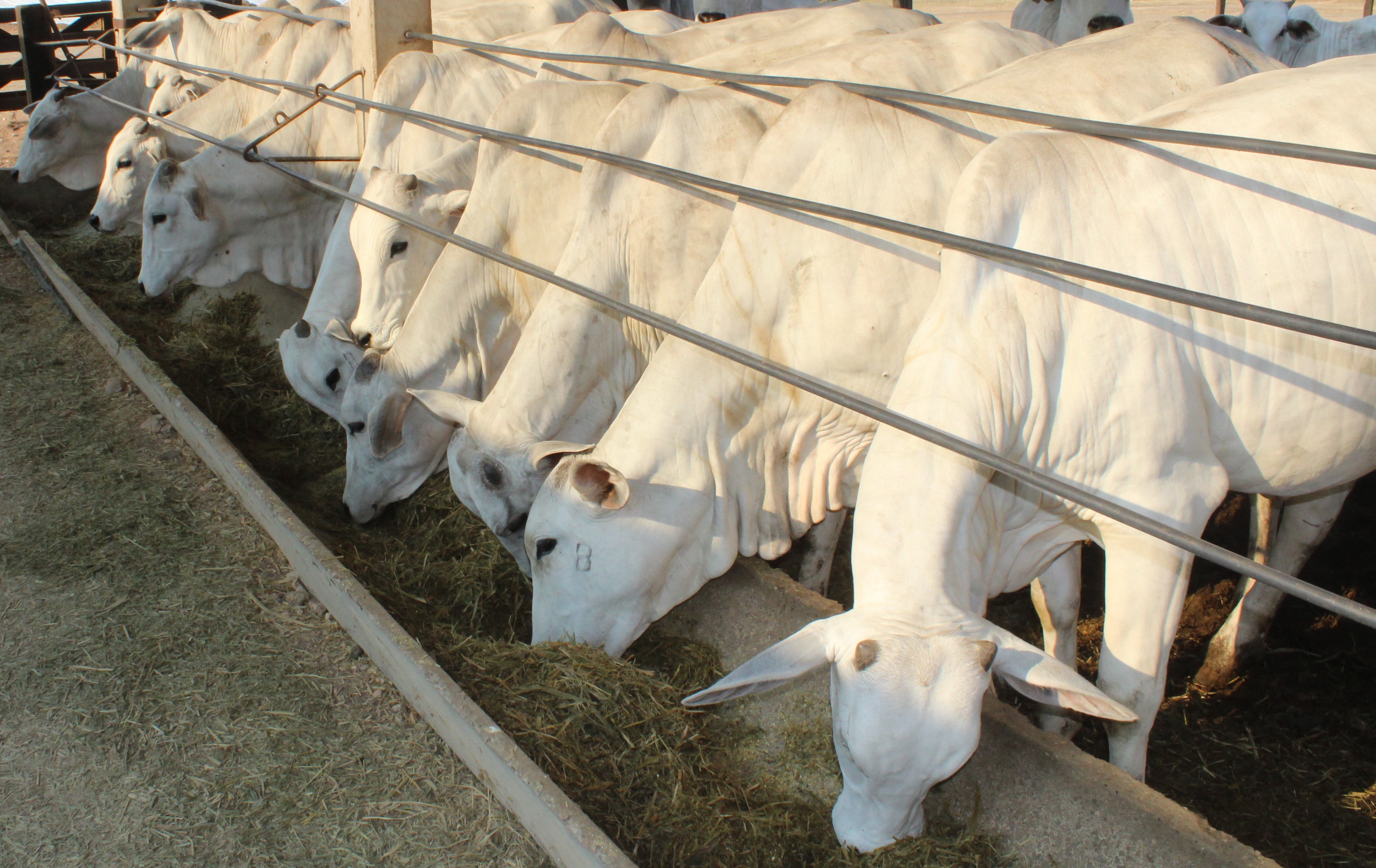 Melhoramento Genético na Pecuária: Caminho para Lucros e Eficiência