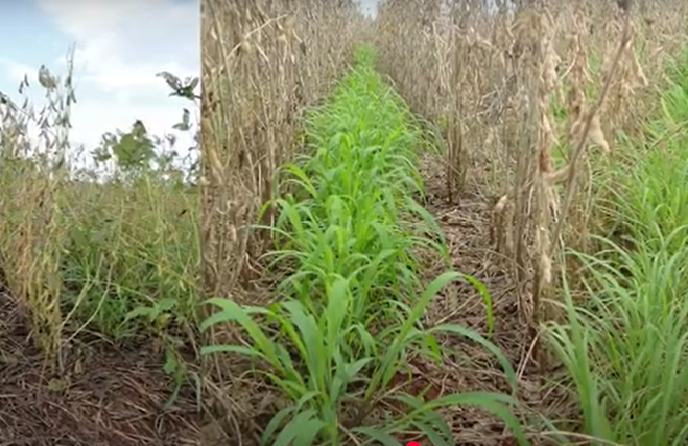 Antecipasto: Inovação e Sustentabilidade na Pecuária Brasileira
