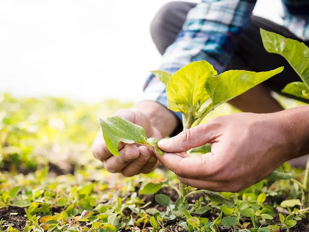 Setor agropecuário pressiona governo por mais R$ 1 bilhão para seguro rural em 2025