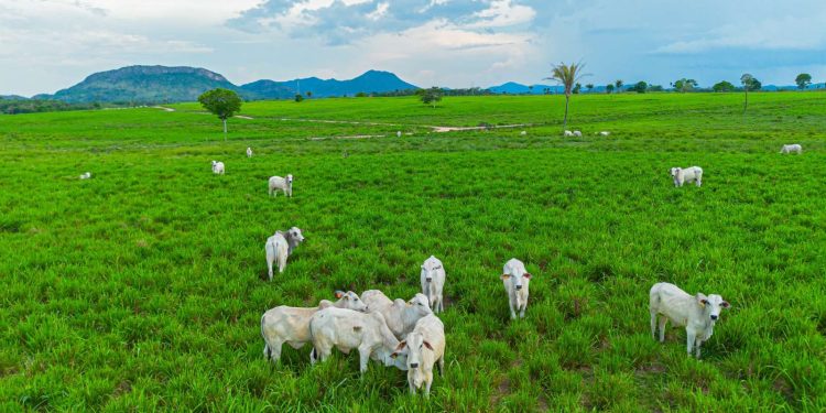 Onde o pasto é mais verde