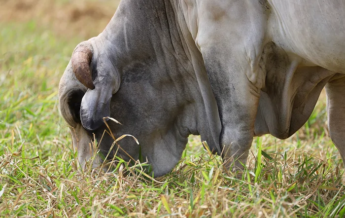 Vedação de pasto durante estação chuvosa garante forragem disponível para o gado durante a seca