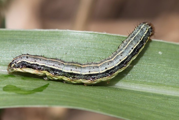Desafios no Controle da Lagarta-do-Cartucho: Pressões Climáticas e Agronômicas