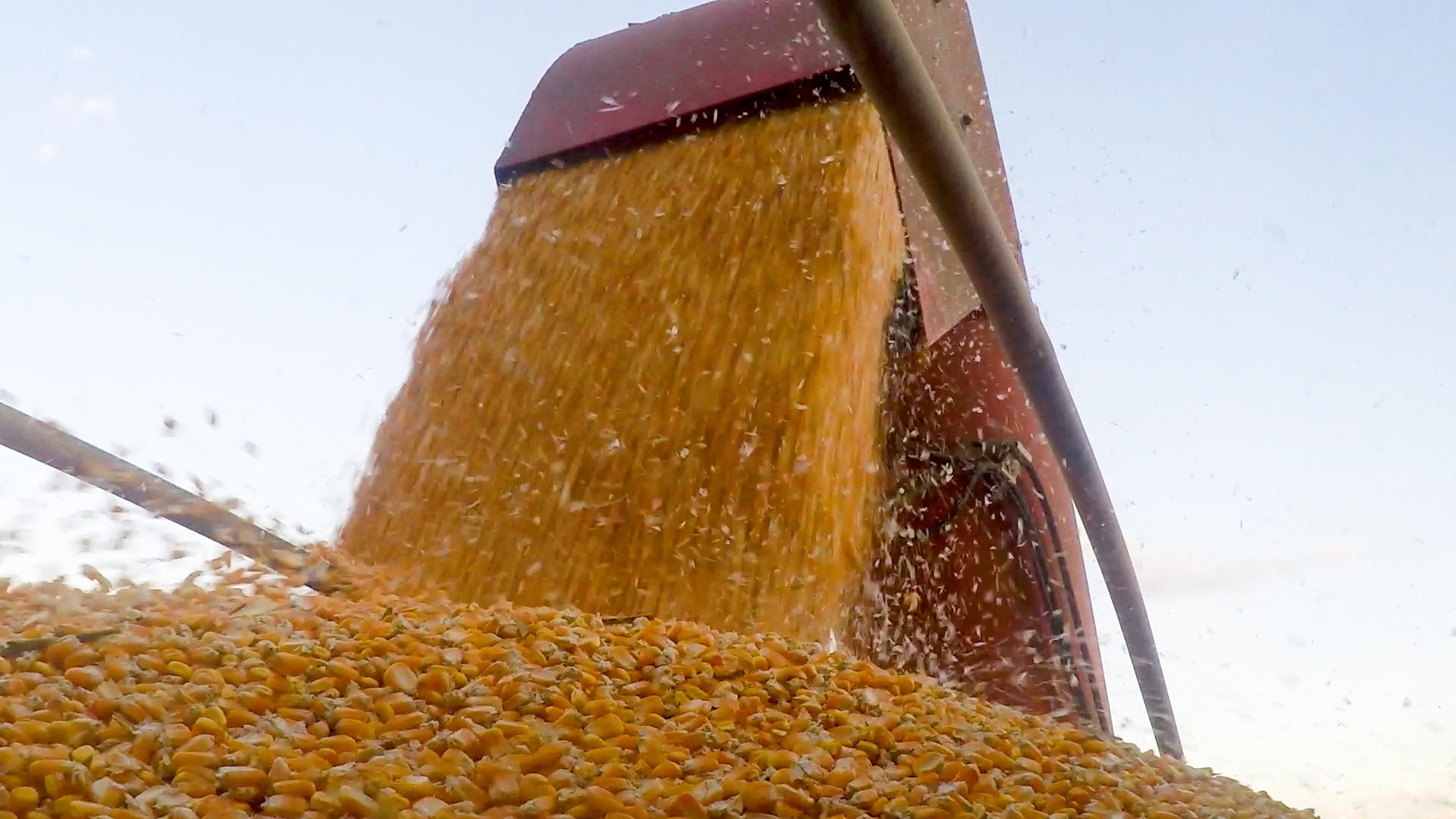 Área maior de milho para Mato Grosso