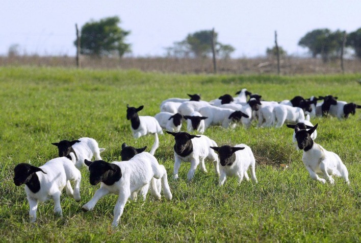 Comercialização de ovinos triplica em 2024 e reforça potencial econômico da atividade