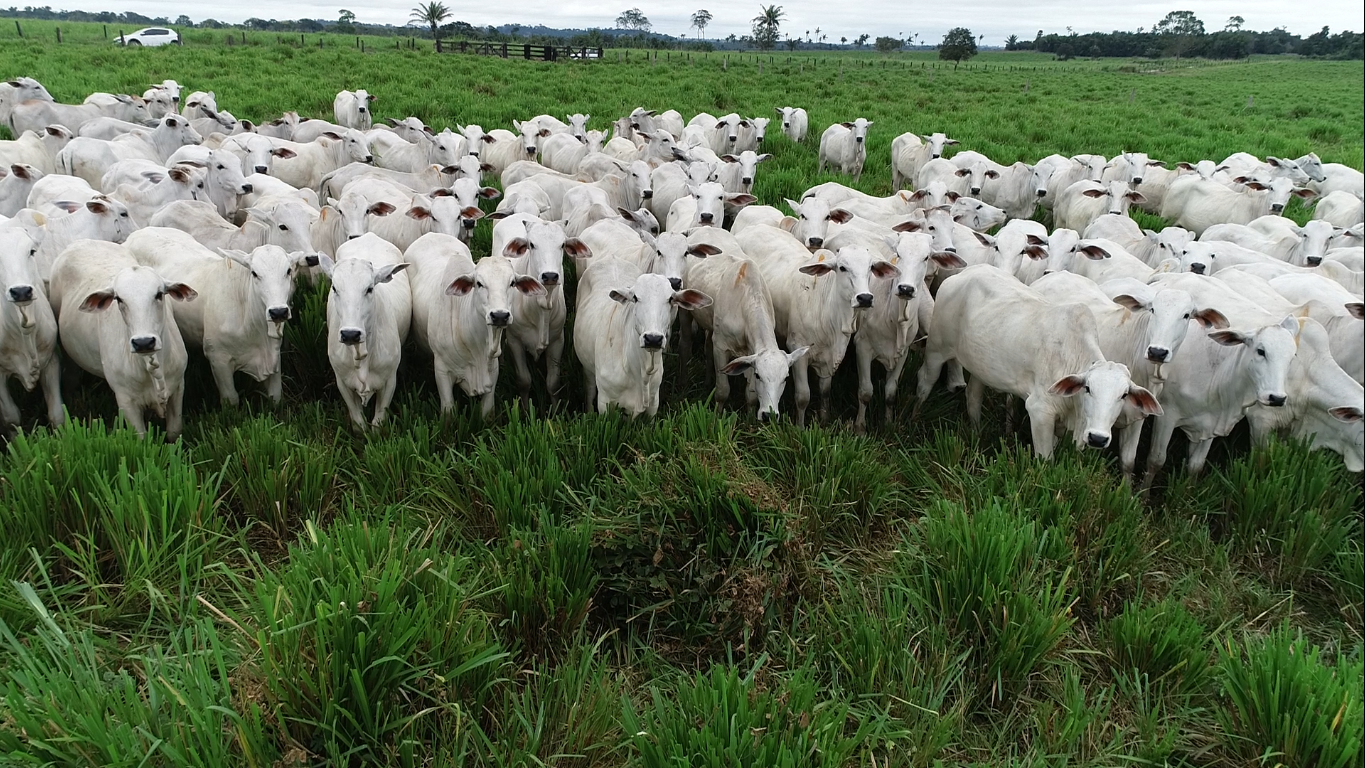 BOI/CEPEA: Oferta limitada e demanda firme sustentam preços