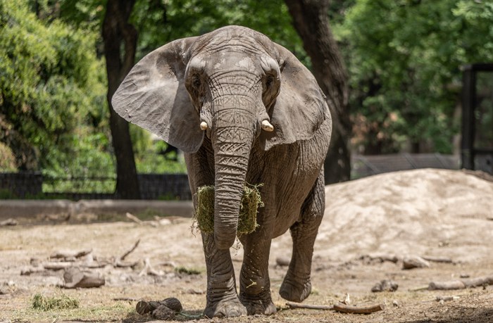 Vigiagro operacionaliza importação de elefanta do Ecoparque de Buenos Aires para santuário em Mato Grosso