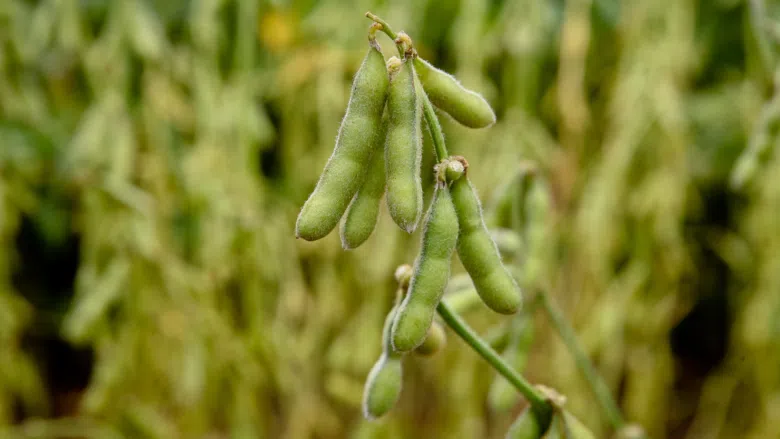 Custo de produção da soja sobe em Mato Grosso e produtores recorrem ao barter para garantir insumos