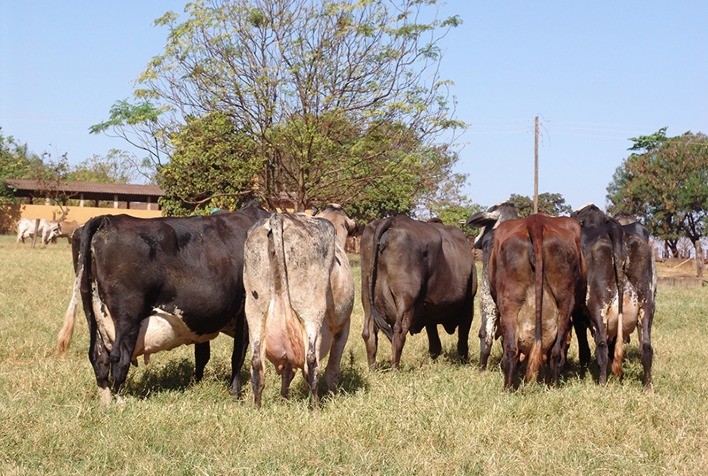 Genética Bovina Impulsiona a Produtividade Leiteira no Brasil: Uma Revolução no Campo