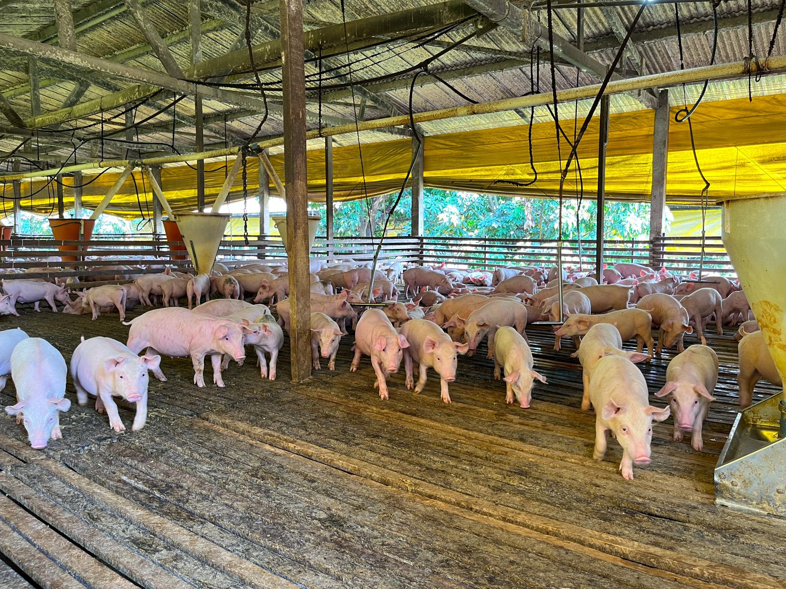 Suinocultores de MT tem incentivo prorrogado pelo governo