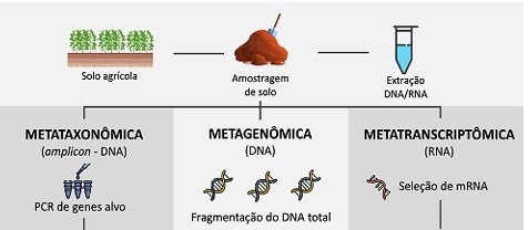 Sequenciamento de microrganismos do solo pode agir sobre doenças, produtividade e sustentabilidade agrícola