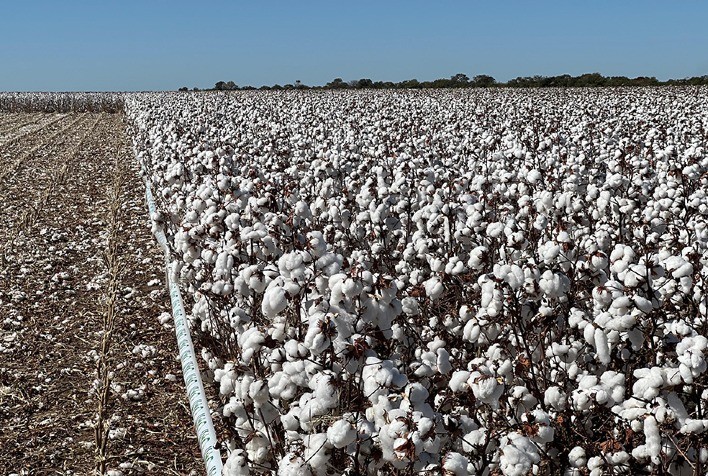 Brasil Inova no Cultivo de Algodão com Novas Cultivares Resistentes a Doenças e de Alta Qualidade