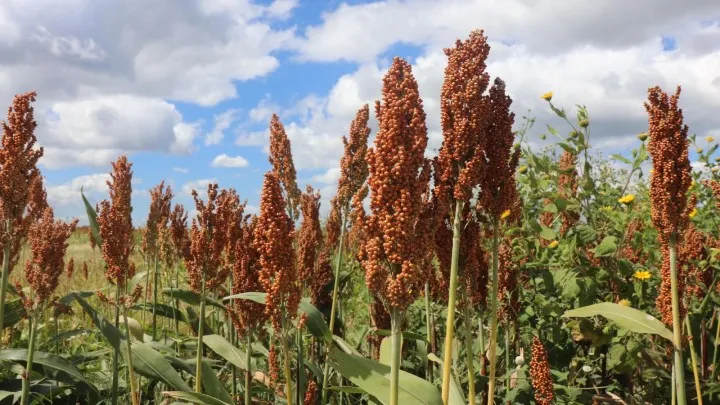 Expansão do sorgo e déficit de armazenagem pautam painel sobre alimentos no 3º Congresso Abramilho