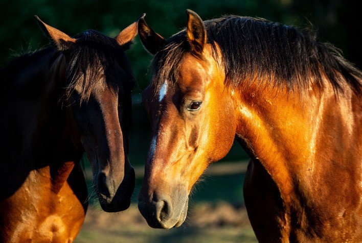 Manejo da dor e da febre é fundamental para a saúde e desempenho dos cavalos