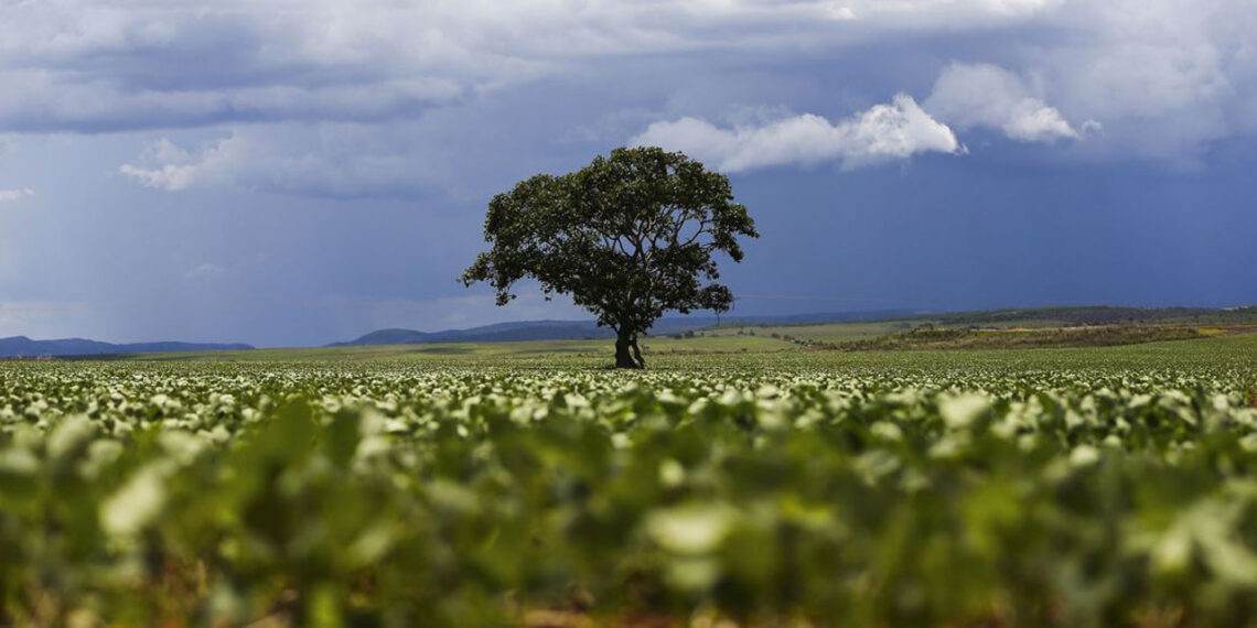 Mapa atualizado da aptidão agrícola das terras do Brasil já está disponível para uso público e planejamento regional