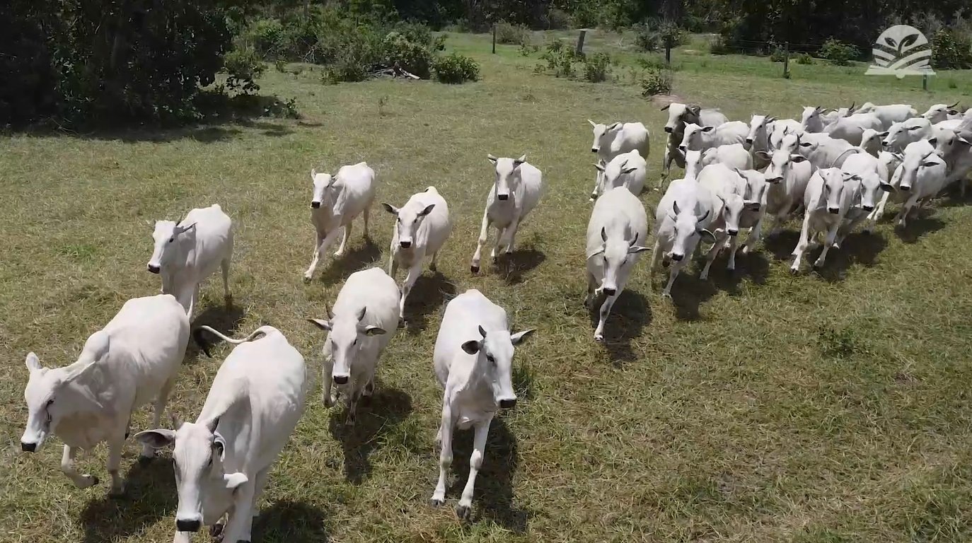 Fórum Técnico Mais Milho debate as agro oportunidades para o Vale do Guaporé