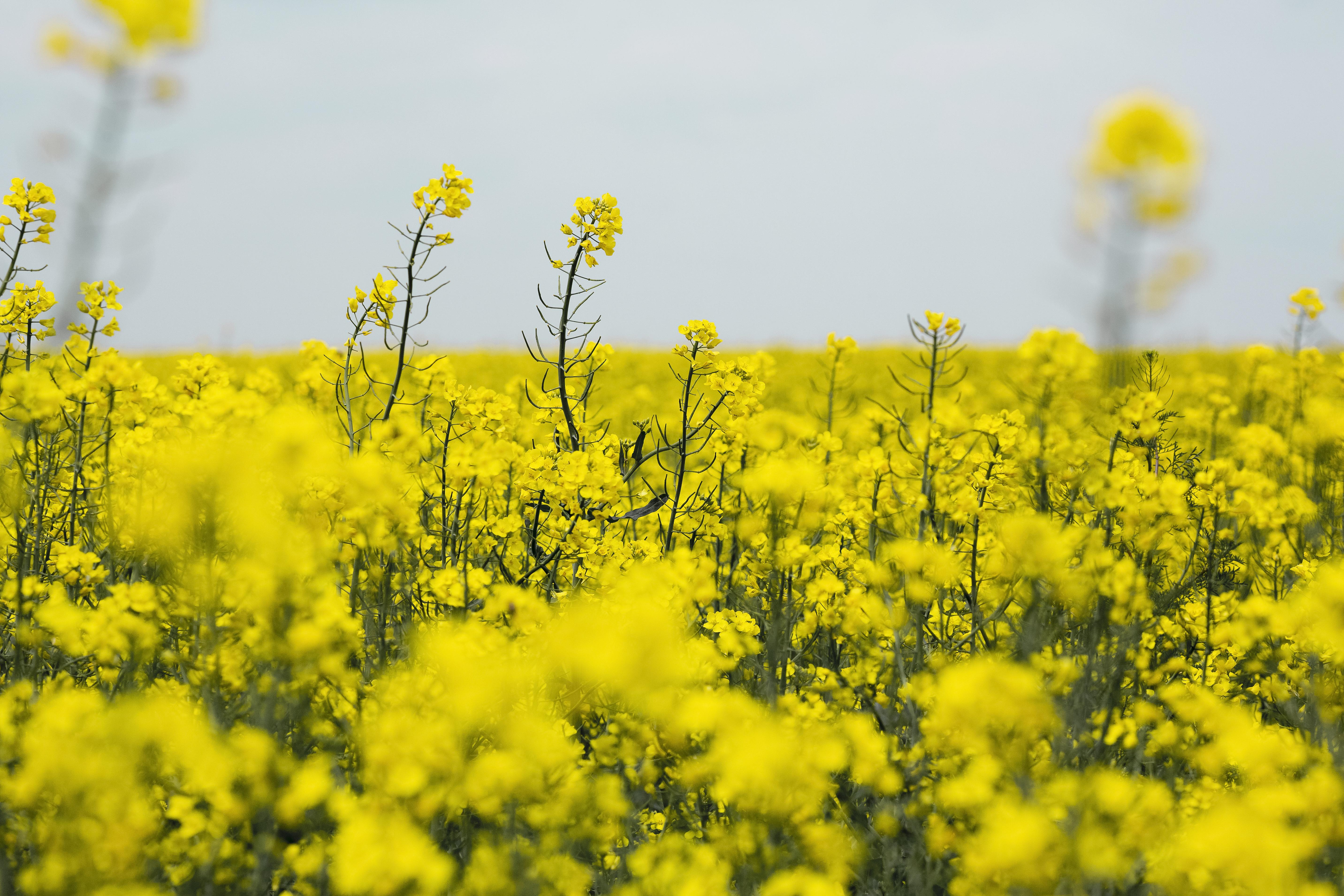 Canola brasileira ganha força como combustível sustentável