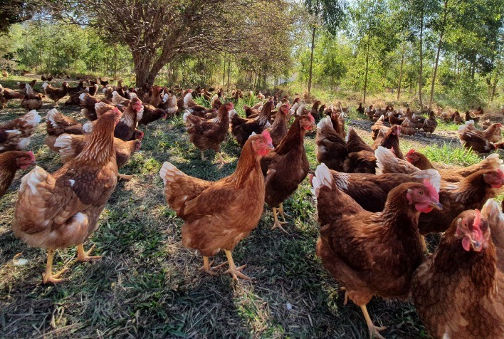 Produção de ovos com galinhas livres cresce no Brasil e impulsiona bem-estar animal e sustentabilidade na avicultura