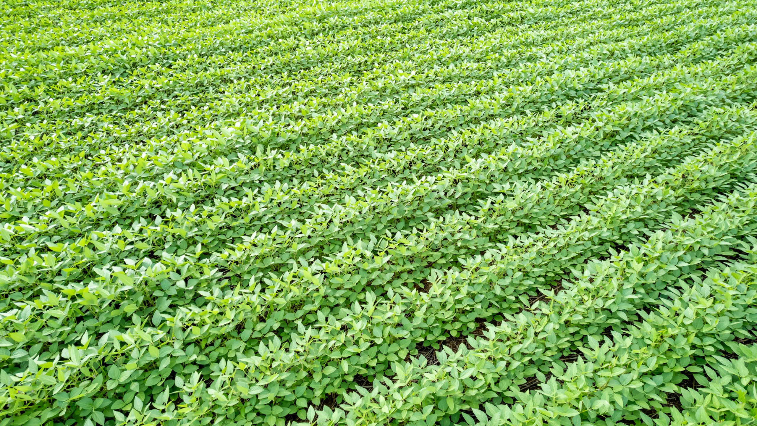 Devido a perdas climáticas, CMN autoriza prorrogação de crédito rural 2025 para Pronamp e Pronaf