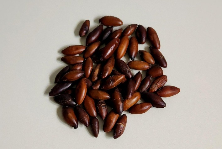 Popularização da castanha de baru é fundamental para fortalecer cadeia produtiva e preservar o Cerrado